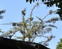 Vachellia drepanolobium