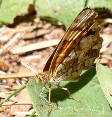Phyciodes mylitta