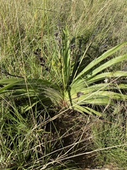 Hypoxis hemerocallidea