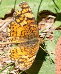 Phyciodes mylitta