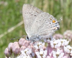 Satyrium sylvinus