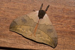 Automeris liberia