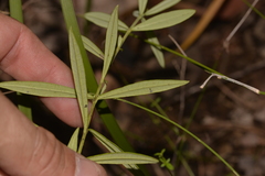 Logania albiflora