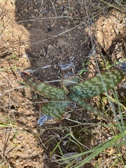 Aloe greatheadii