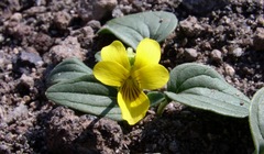 Viola purpurea