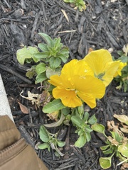 Oenothera berlandieri