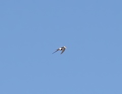 Aeronautes andecolus