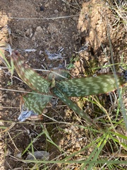 Aloe greatheadii