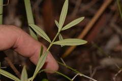 Logania albiflora