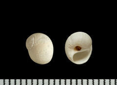 Polinices immaculatus