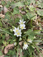 Ornithogalum umbellatum