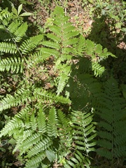 Pteridium caudatum