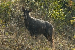 Capricornis sumatraensis