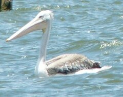 Pelecanus rufescens