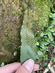 Leptochilus wrightii