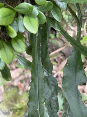 Leptochilus wrightii