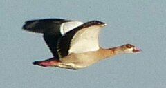 Alopochen aegyptiaca