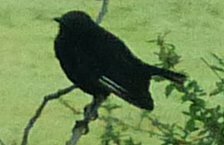 Myrmecocichla aethiops