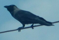 Corvus splendens