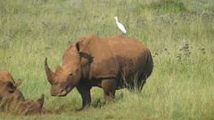 Ceratotherium simum