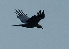 Corvus splendens
