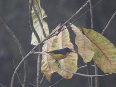 Euphonia