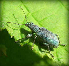 Phyllobius arborator