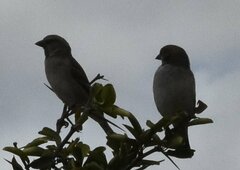 Passer rufocinctus