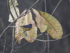 Euphonia