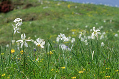 Narcissus poeticus