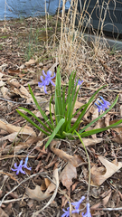 Hyacinthus orientalis