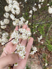 Prunus umbellata