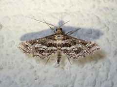 Diasemiopsis leodocusalis