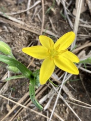 Hypoxis hirsuta