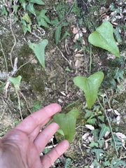 Smilax aspera