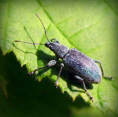 Phyllobius arborator