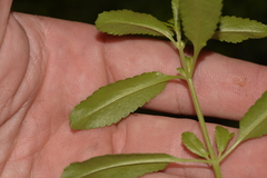 Gonocarpus oreophilus