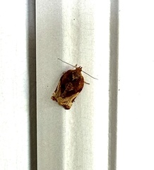 Argyrotaenia sphaleropa