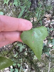 Smilax aspera