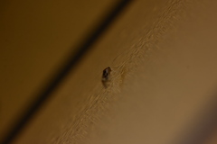 Graphopsocus