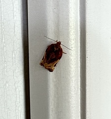 Argyrotaenia sphaleropa