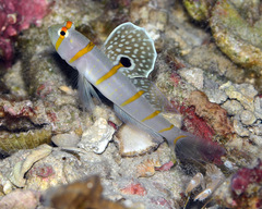 Amblyeleotris randalli