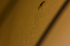 Graphopsocus