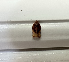 Argyrotaenia sphaleropa