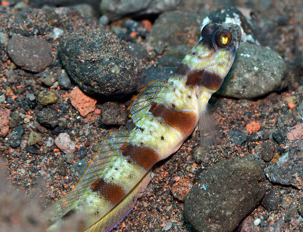 Redmargin shrimpgoby (Amblyeleotris rubrimarginata) — Gobiidae