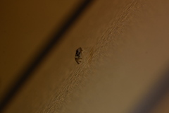 Graphopsocus