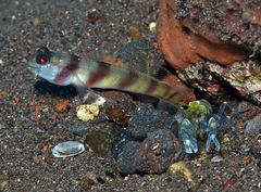 Amblyeleotris steinitzi