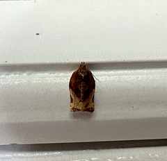 Argyrotaenia sphaleropa