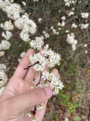 Prunus umbellata