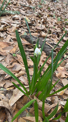 Leucojum aestivum